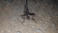 Thyreonotus corsicus