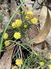 Acacia aculeatissima