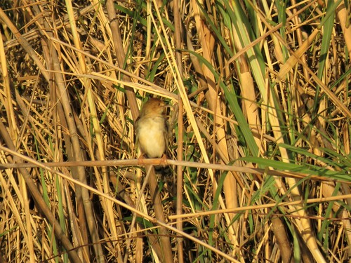 Chirping Cisticola (Cisticola pipiens), photo 4