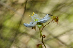 Drosera planchonii