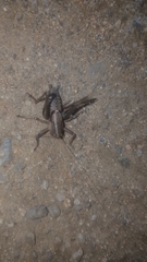 Thyreonotus corsicus