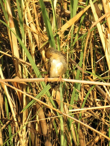Chirping Cisticola (Cisticola pipiens), photo 6