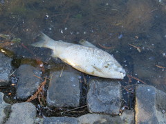 Prochilodus lineatus