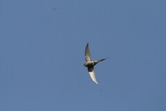 Cypsiurus parvus myochrous