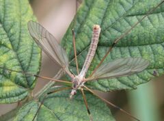 Tipula