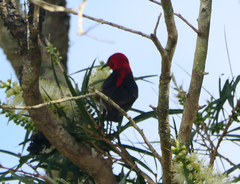 Myzomela sanguinolenta