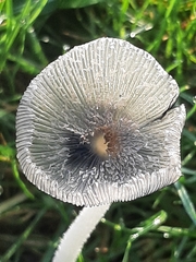 Coprinopsis