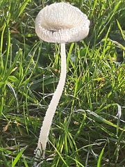 Coprinopsis