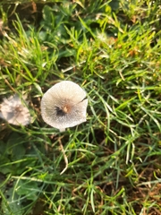 Coprinopsis