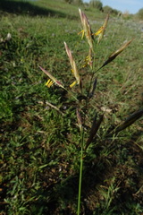 Bromus pumpellianus