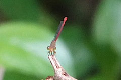 Ceriagrion aeruginosum