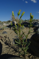 Senecio dubitabilis