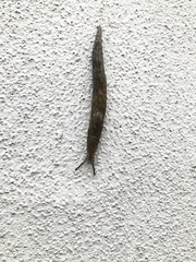 Limacus
