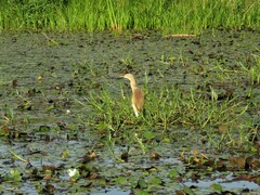 Ardeola ralloides