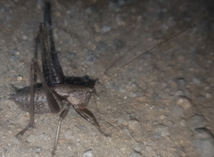 Thyreonotus corsicus