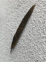 Limacus