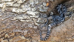 Elaphe quatuorlineata