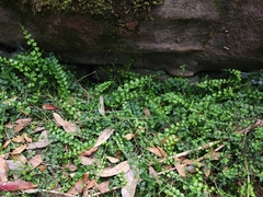 Asplenium flabellifolium