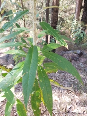 Astrotricha floccosa