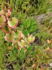 Rumex lativalvis