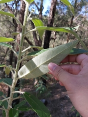 Astrotricha floccosa