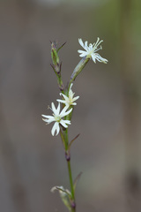 Silene tatarica