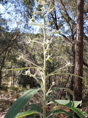 Astrotricha floccosa