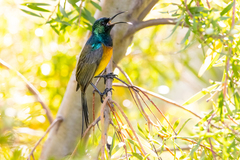 Anthobaphes violacea