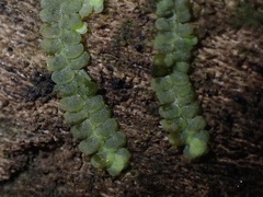 Calypogeia