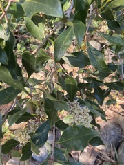 Olea capensis macrocarpa