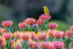 Crithagra sulphurata