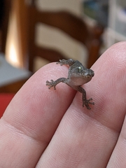 Christinus marmoratus