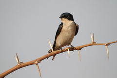 Hirundo dimidiata dimidiata
