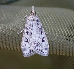 Eudonia truncicolella