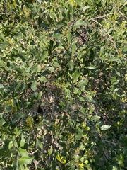 Olea capensis macrocarpa