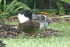 Anas platyrhynchos × Cairina moschata