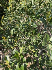 Olea capensis macrocarpa