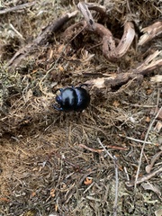 Trypocopris vernalis