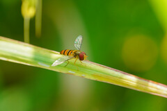 Episyrphus balteatus