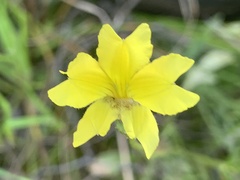 Goodenia pinnatifida