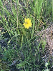Goodenia pinnatifida