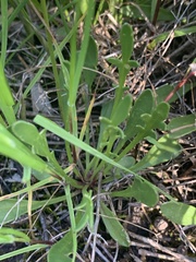 Goodenia pinnatifida
