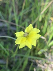 Goodenia pinnatifida