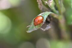 Sphaeroderma testaceum