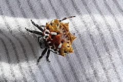 Thelacantha brevispina