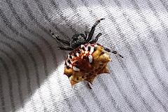 Thelacantha brevispina