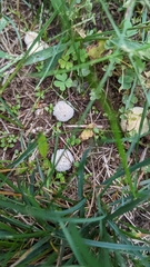 Lycoperdon curtisii