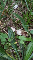 Lycoperdon curtisii