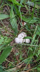 Lycoperdon curtisii