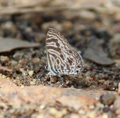 Leptotes plinius